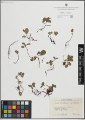 Foto von Salix herbacea L. x Salix polaris Wahlenb.